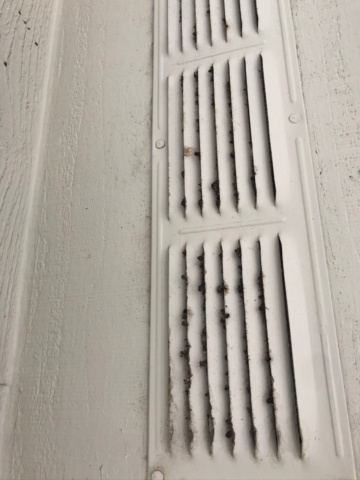 Bat droppings caught in the slots of an exterior wall vent