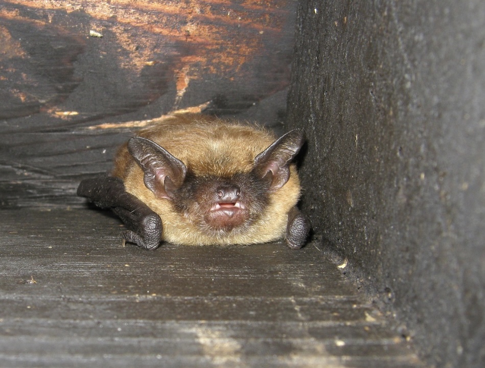 Bats roosting in an attic ceiling corner